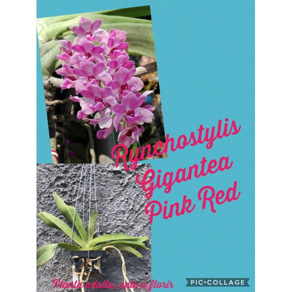 Orquídea - Rynchostylis  Gigantes Pink Red